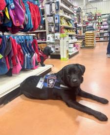 Dog Laying on the Floor