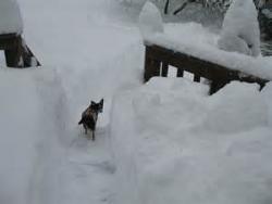 Dog Walking in the Snow